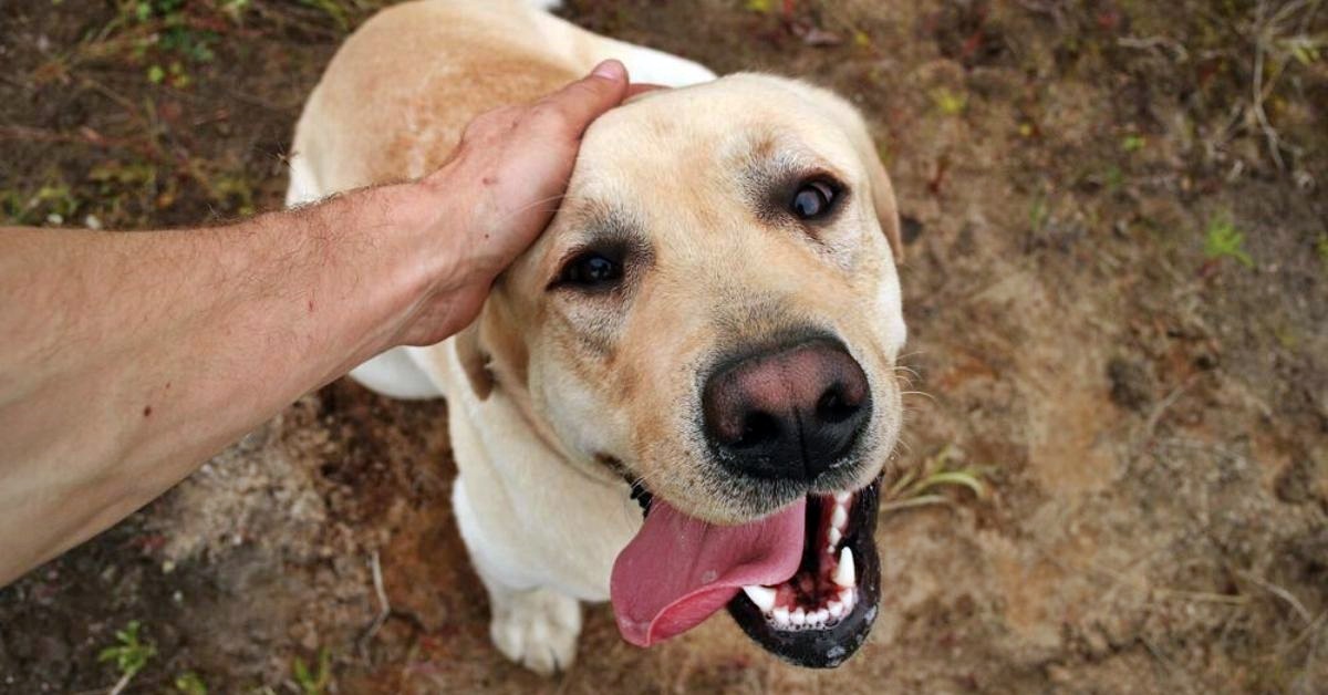 Cane abbassa le orecchie quando lo accarezzi: i motivi di questo gesto