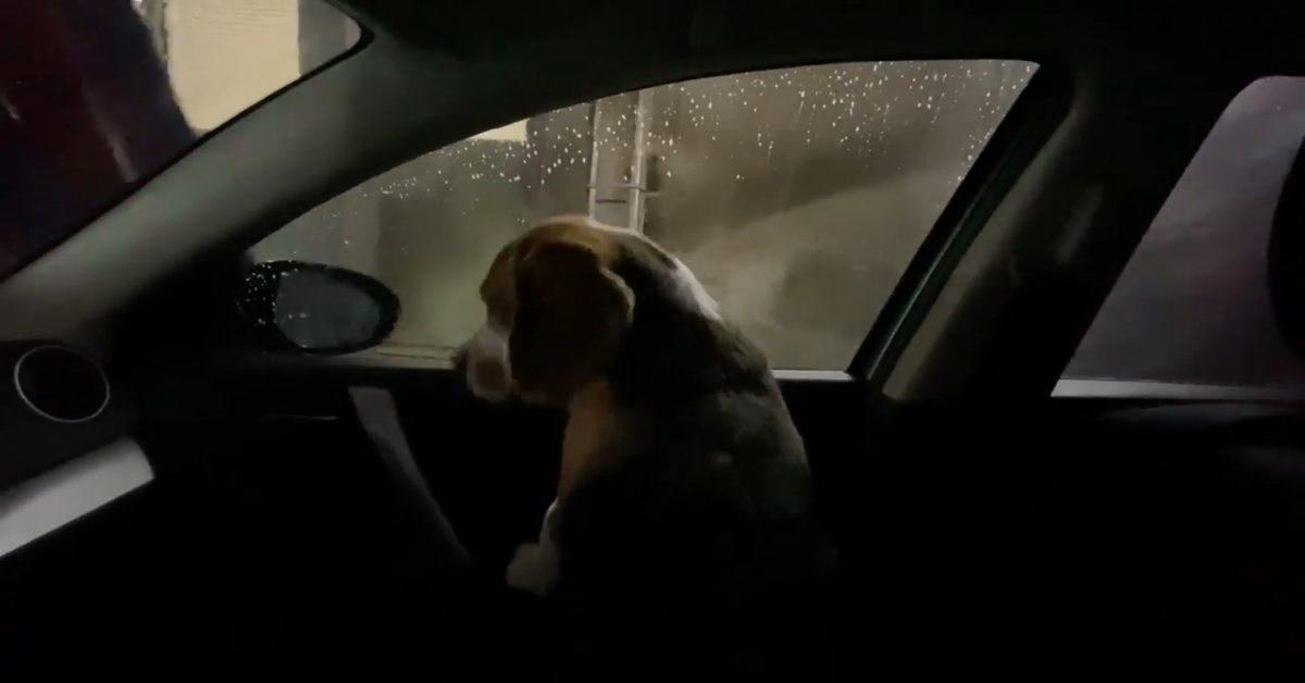 Cane accompagna il padrone a lavare la macchina (VIDEO)