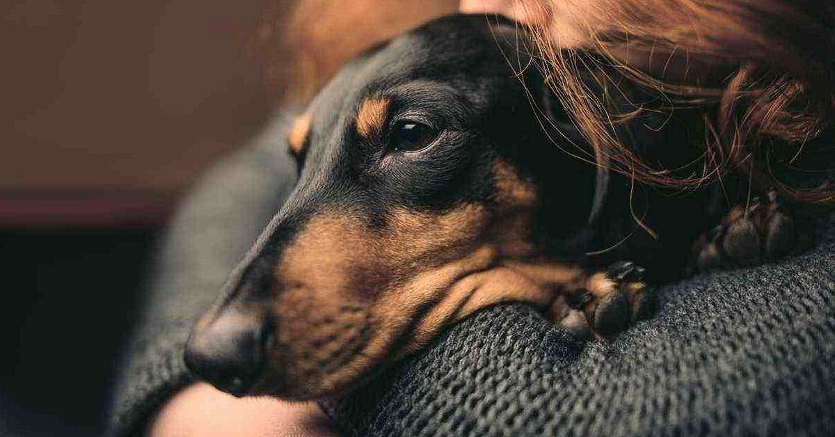 Cane anziano trema: i motivi per cui lo fa e come riuscire a rimediare