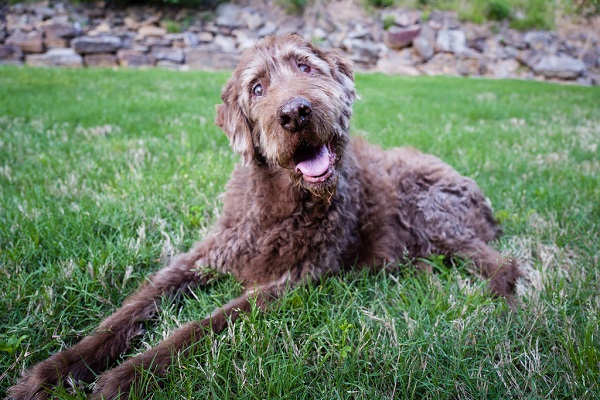 cane sul prato