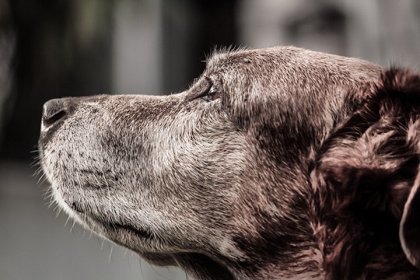 cane che guarda nel vuoto