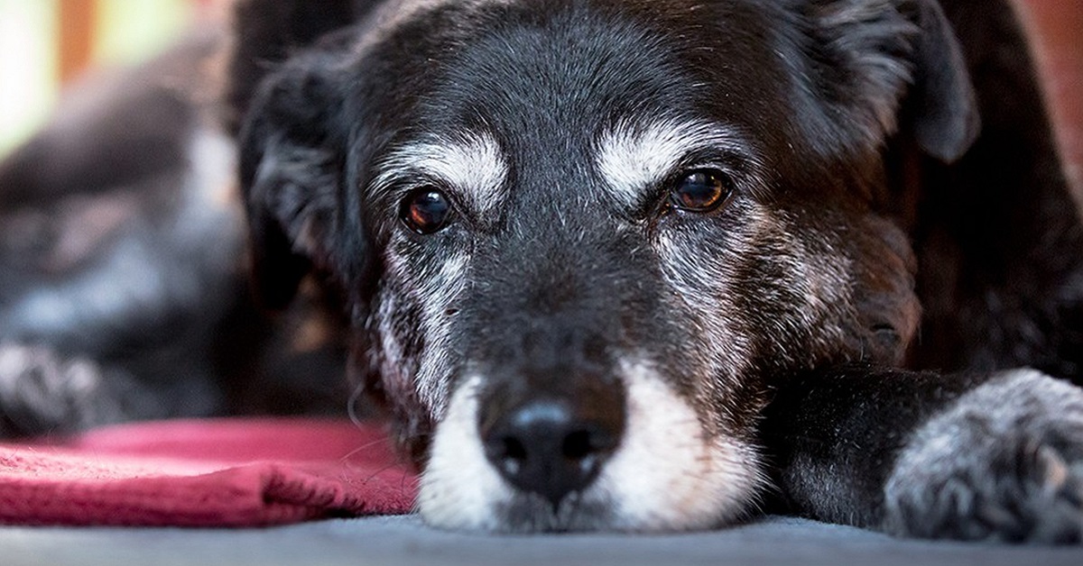 Cane anziano non corre più, come fare a mantenerlo comunque in forma?