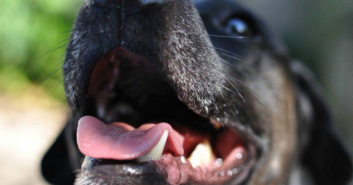 Cane anziano non mastica bene: come riuscire a facilitarlo e farlo stare meglio