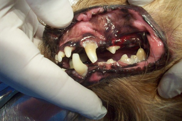 denti marci cane