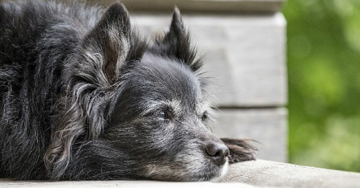 Cane anziano respira lentamente: cosa può significare e cosa possiamo fare