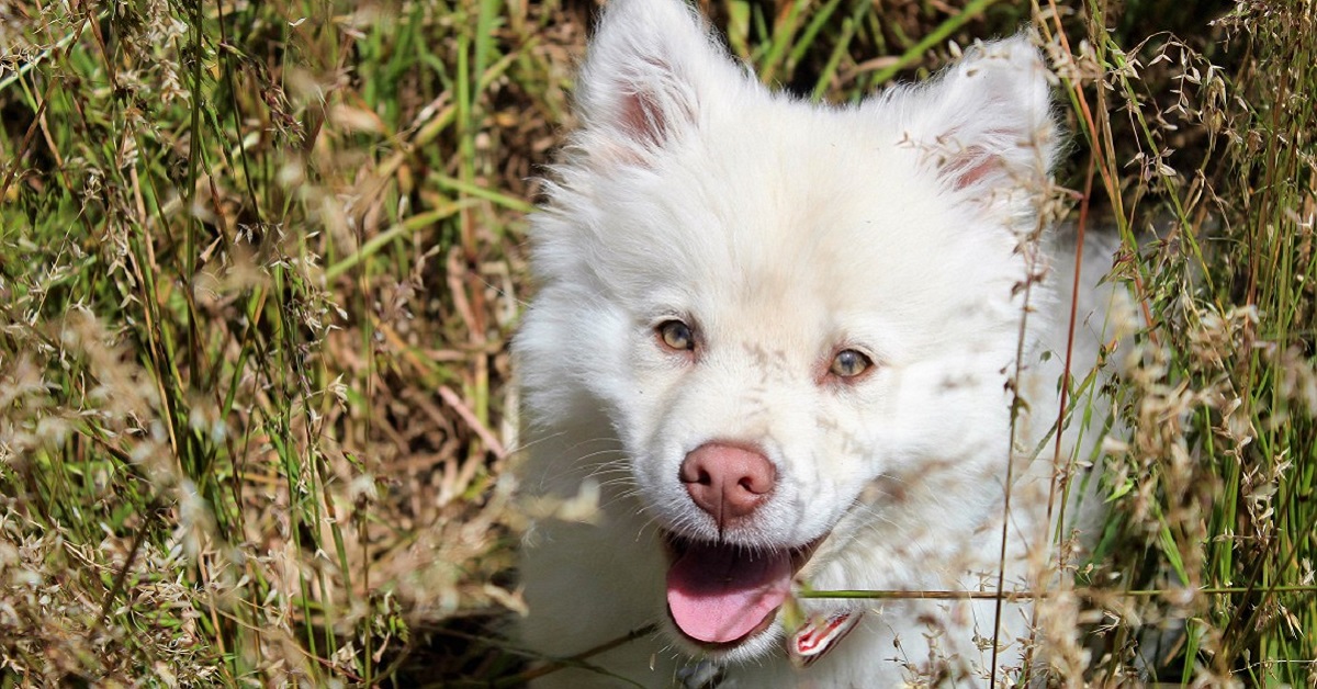 cane bianco in mezzo all'erba