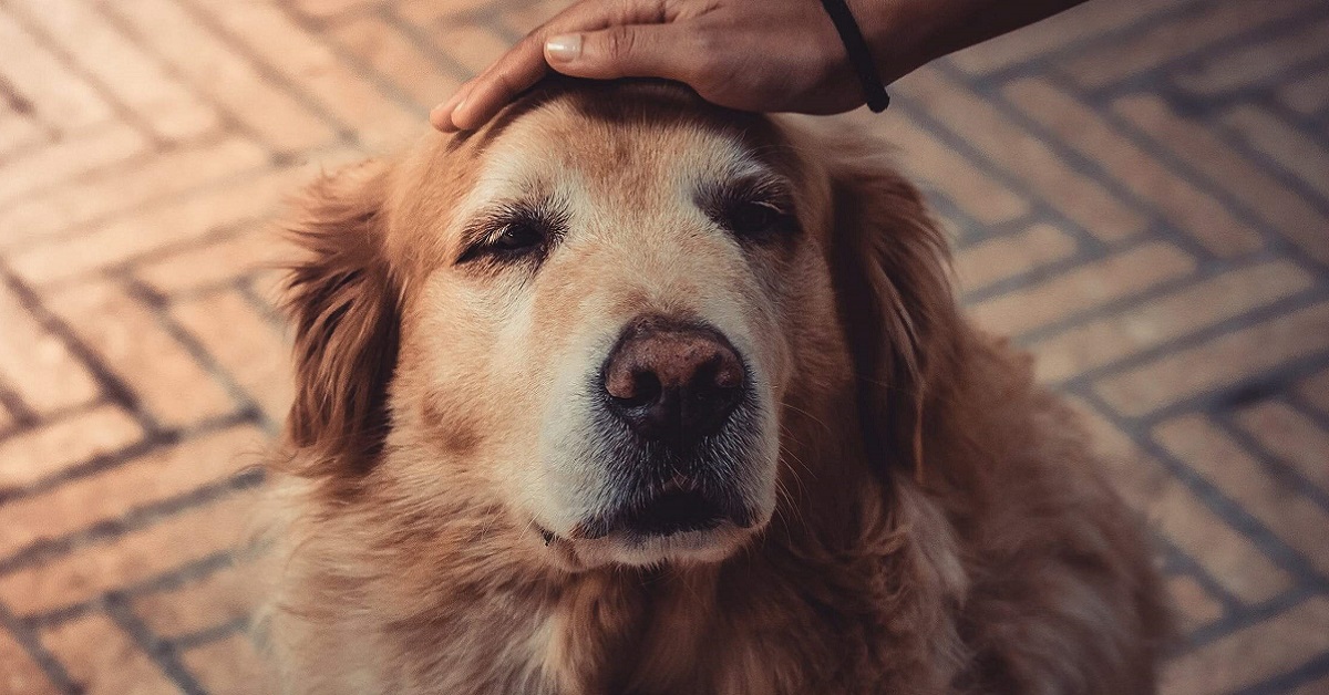 Cane anziano respira male: che cosa bisogna fare?