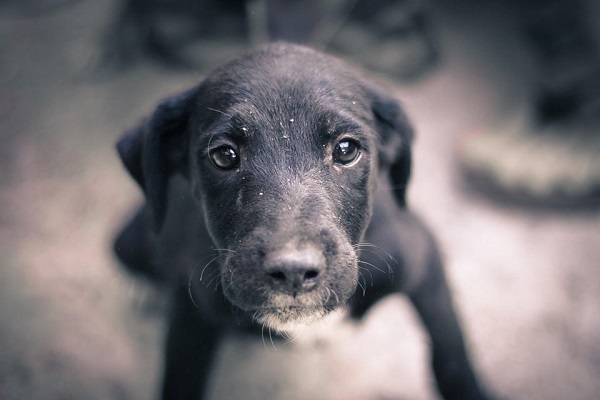 cane cucciolo ch ha paura