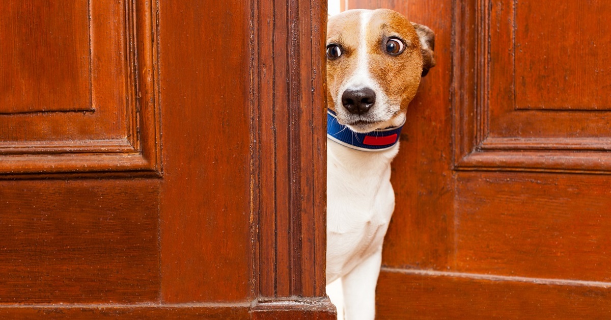 Cane cammina per casa invece di dormire: le ragioni e come agire