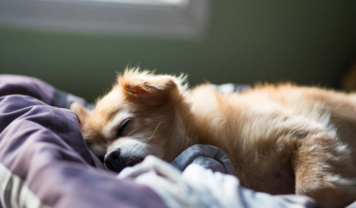 cagnolino che dorme