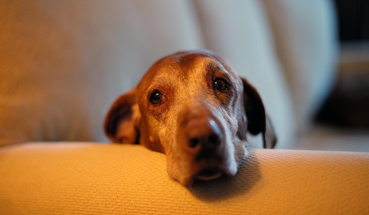 cane anziano che non riesce a dormire