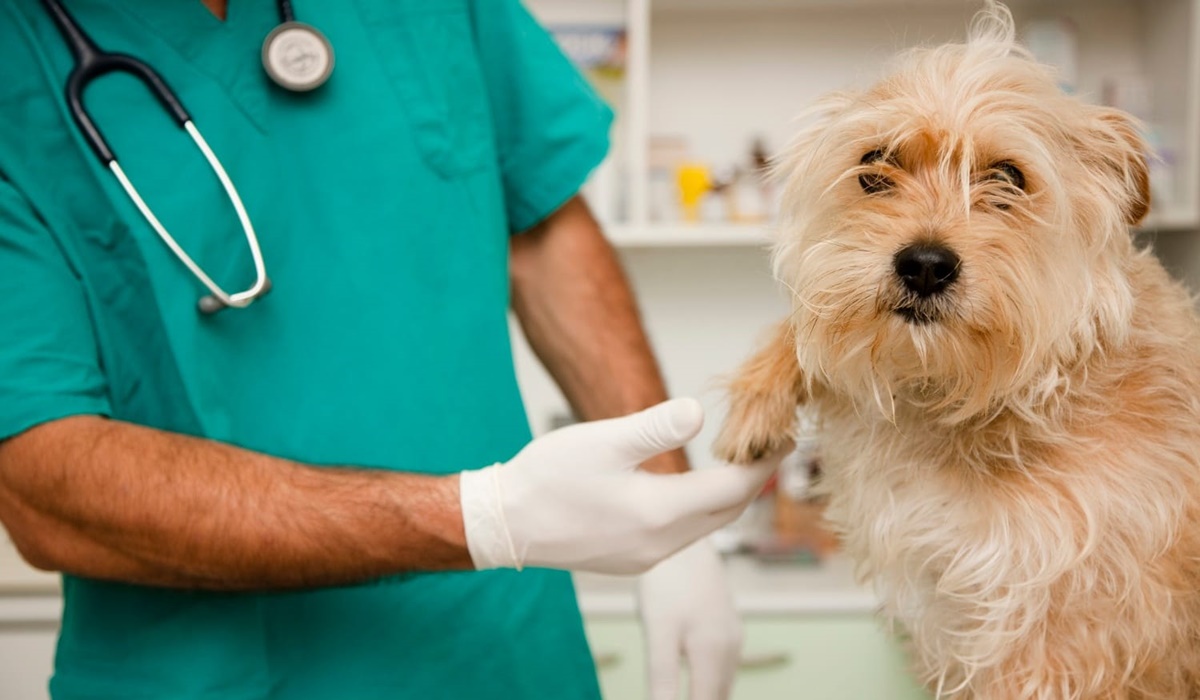 portare il cane dal veterinario