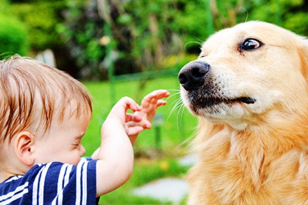 cane innervosito dal bambino