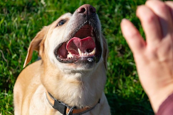 cane che si prepara a un attacco