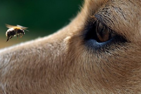 ape vola su muso di cane