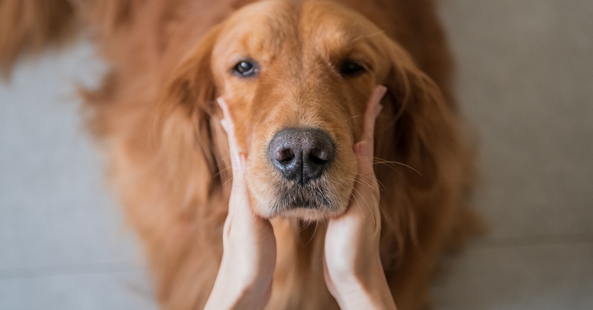 Cane insegue le api: è normale? Come fargli capire che è pericoloso?