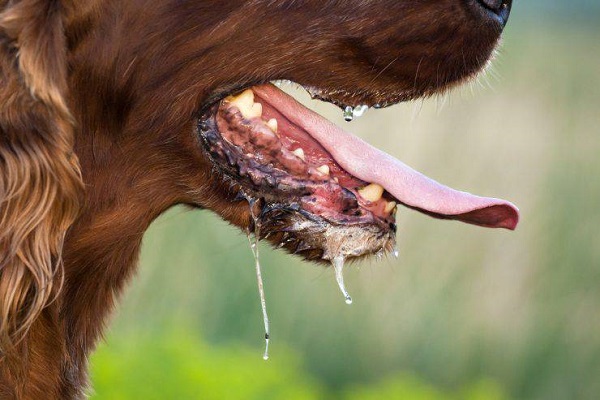 dettaglio del cane che sbava