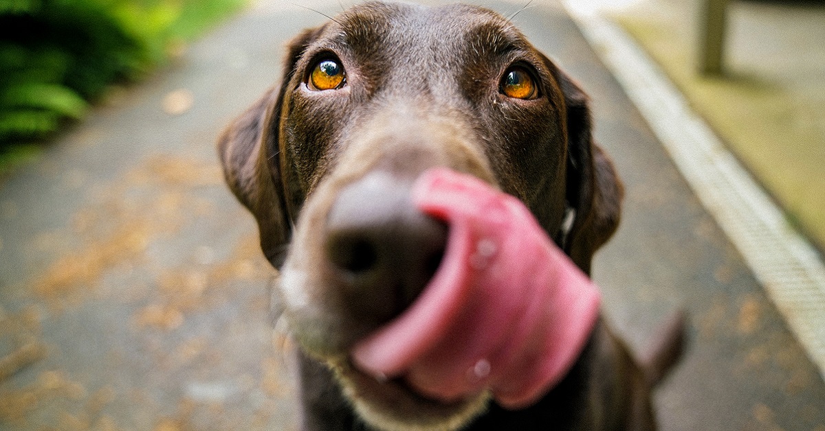 Cane sbava dopo il veterinario: perché succede e che cosa significa?