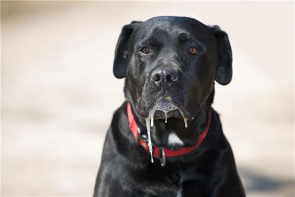 cane nero che sbava