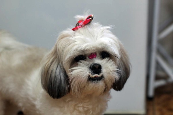 cane con i denti strani