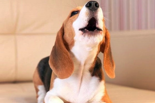 beagle che abbaia