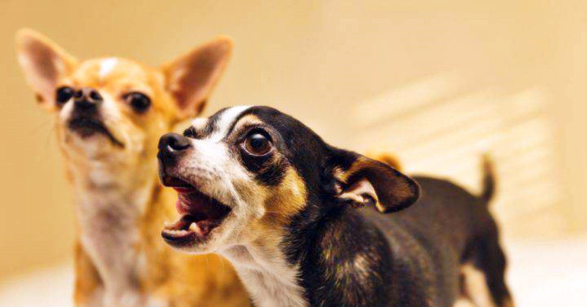 Cane di piccola taglia, come insegnargli a non abbaiare quando è solo