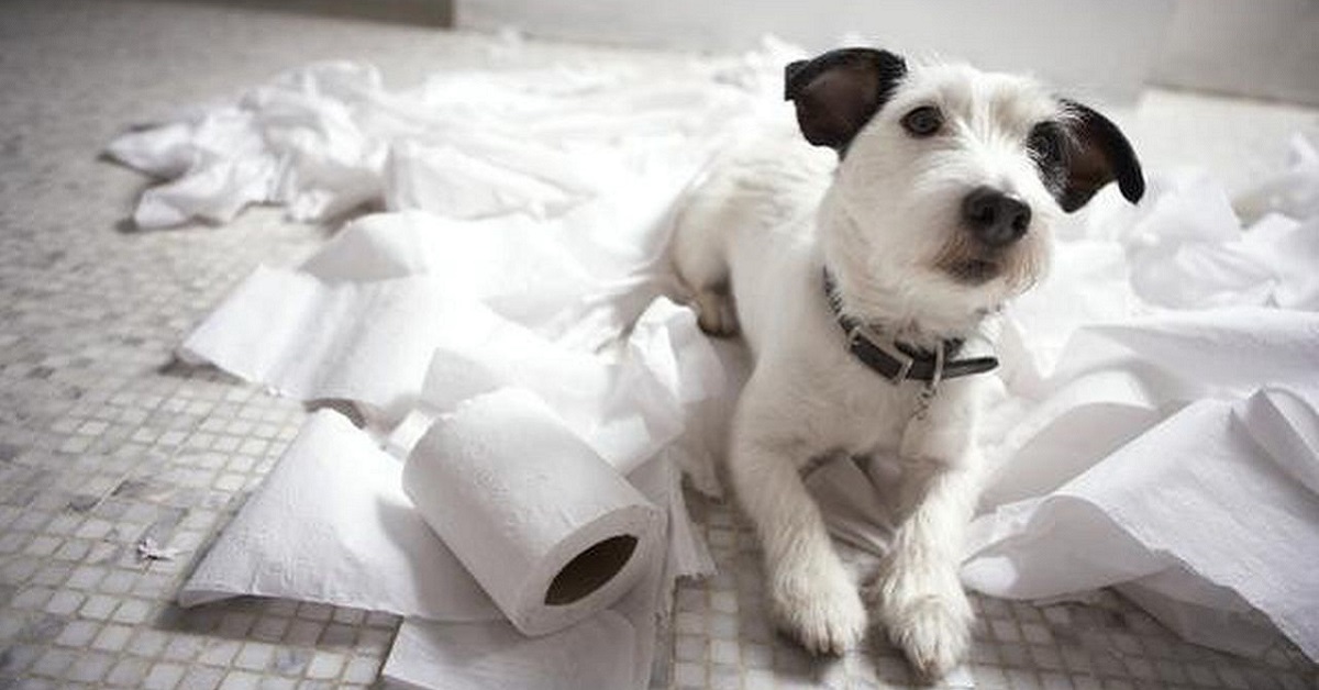 cane circondato da rotoli di carta