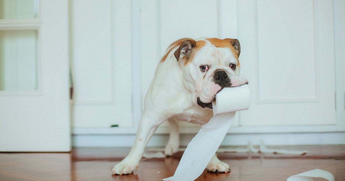 cane con rotolo di carta igienica