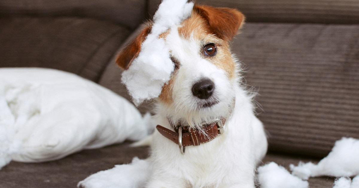 cane rovina la tappezzeria