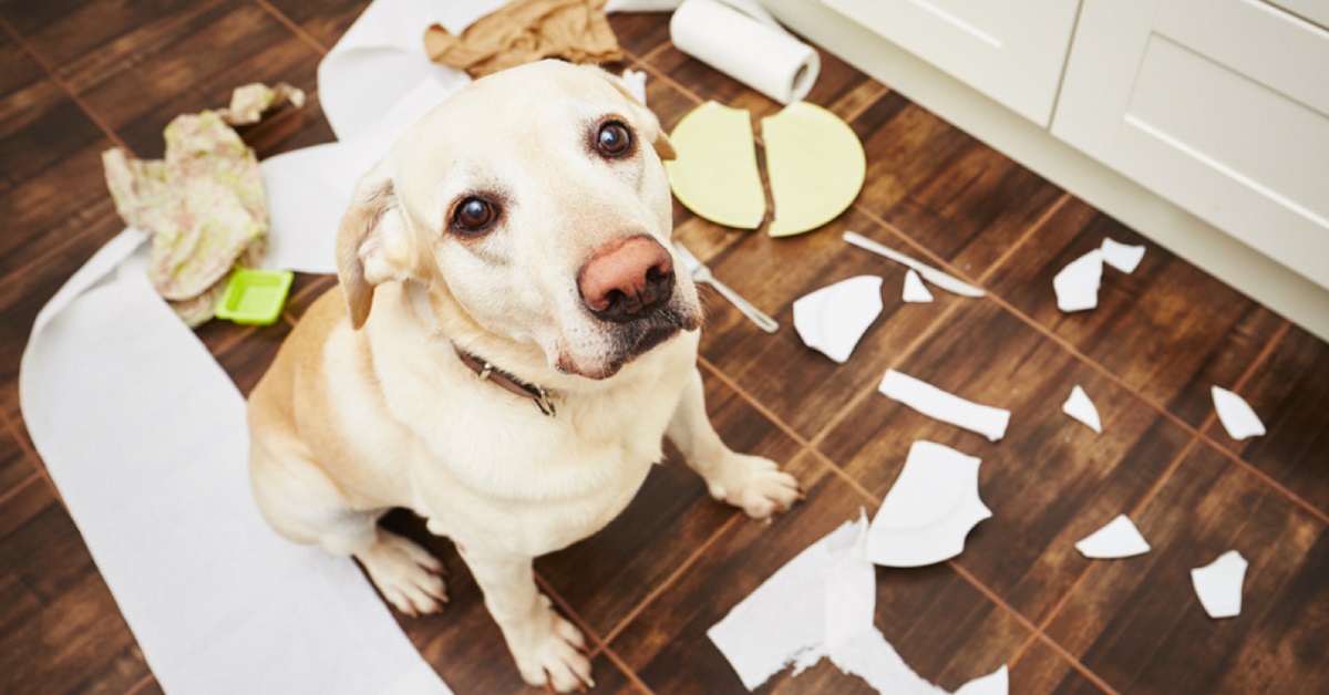 cane ha messo sotto sopra la casa