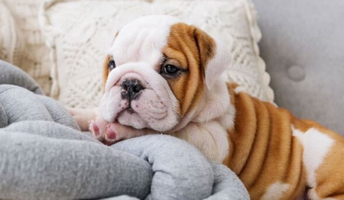 cucciolo di cane con le rughe