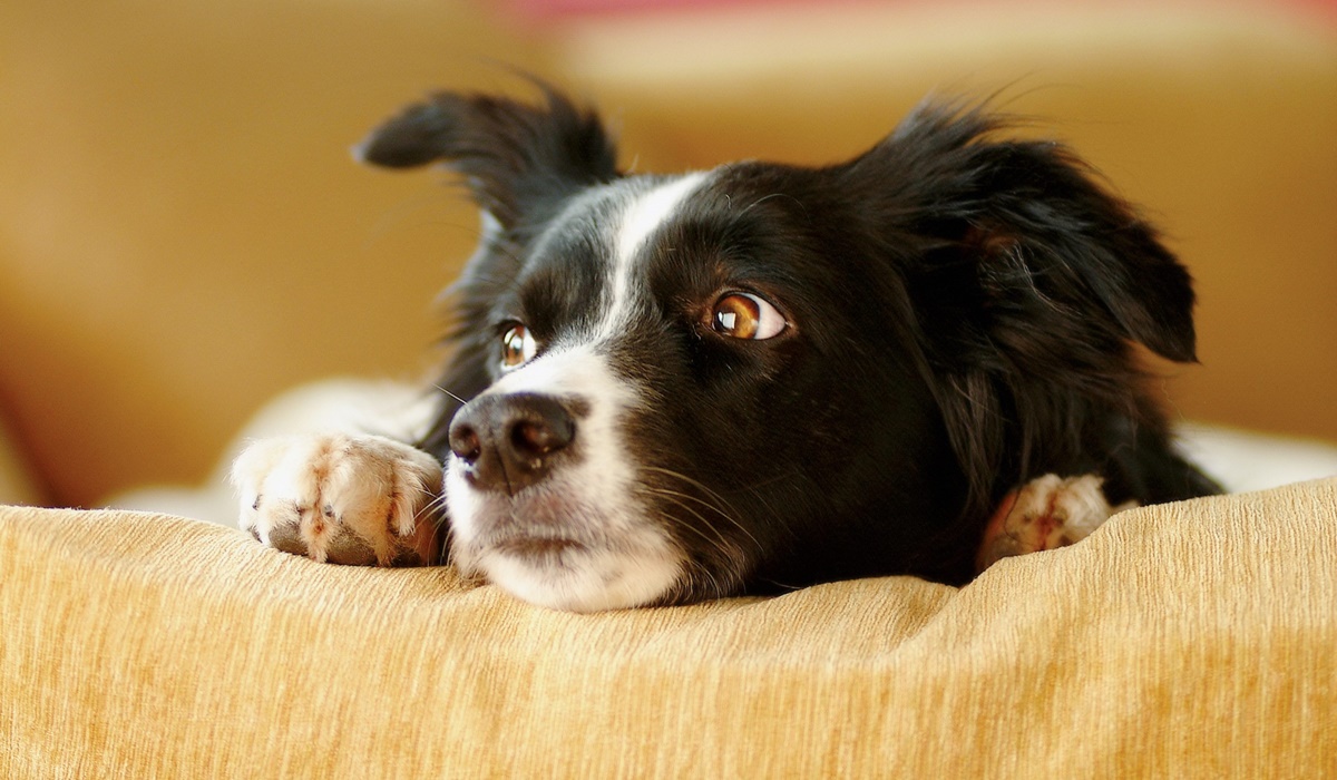 cane bianco e nero