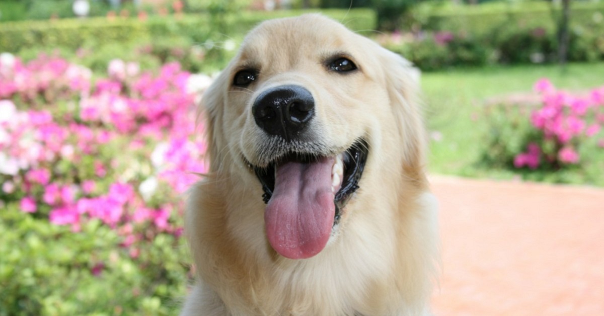 Cane distrugge le piante del giardino: trucchi e consigli per farlo smettere