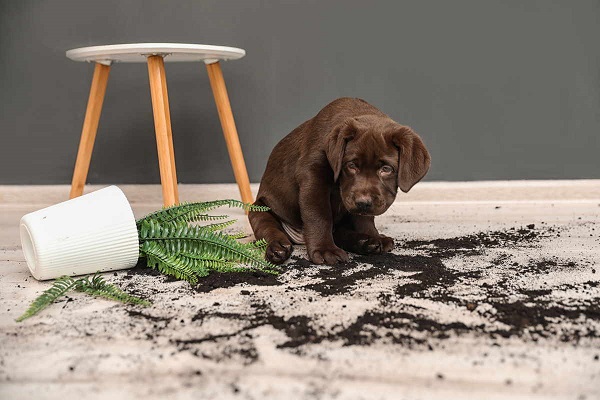 cane se la prende con piante e fiori