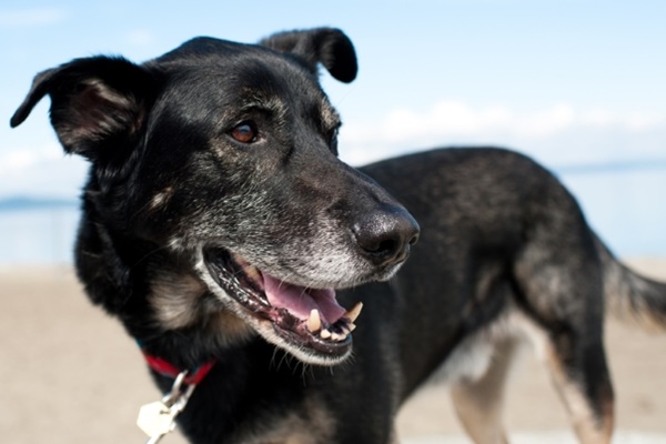 cane in spiaggia