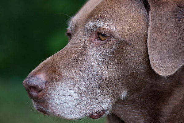 cane marrone con il muso grigio