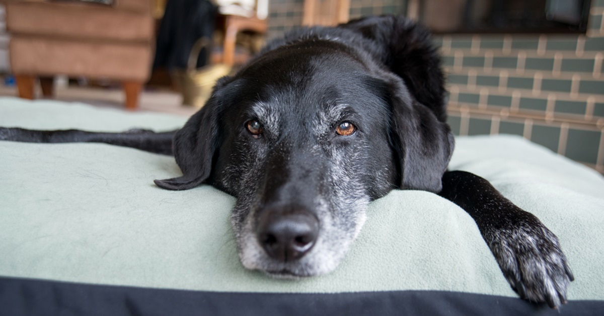 Cane diventa bianco prima del tempo: come mai e che cosa bisogna fare?