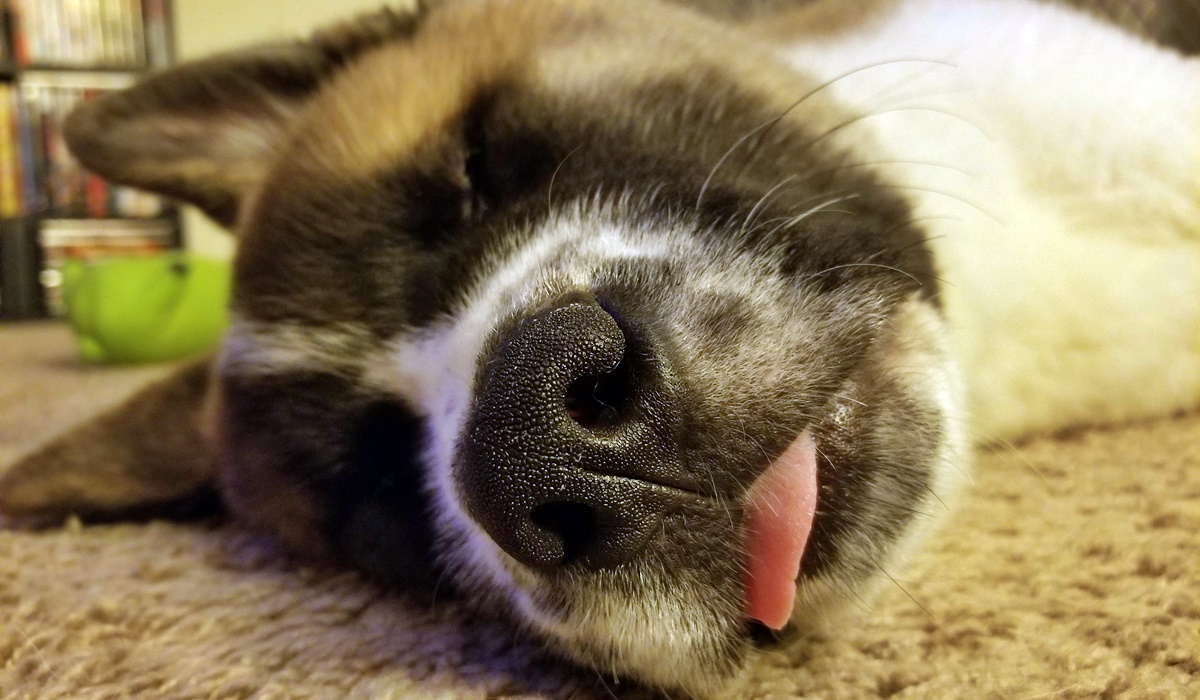 cucciolo che dorme in una posizione tenera