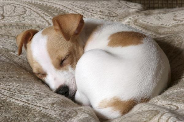 cucciolo di cane dorme