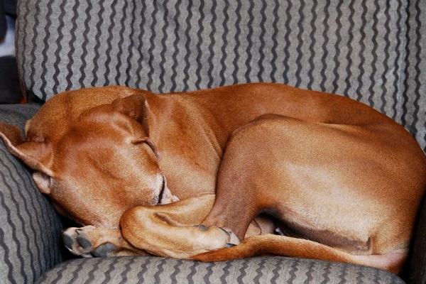 cane dorme su poltrona