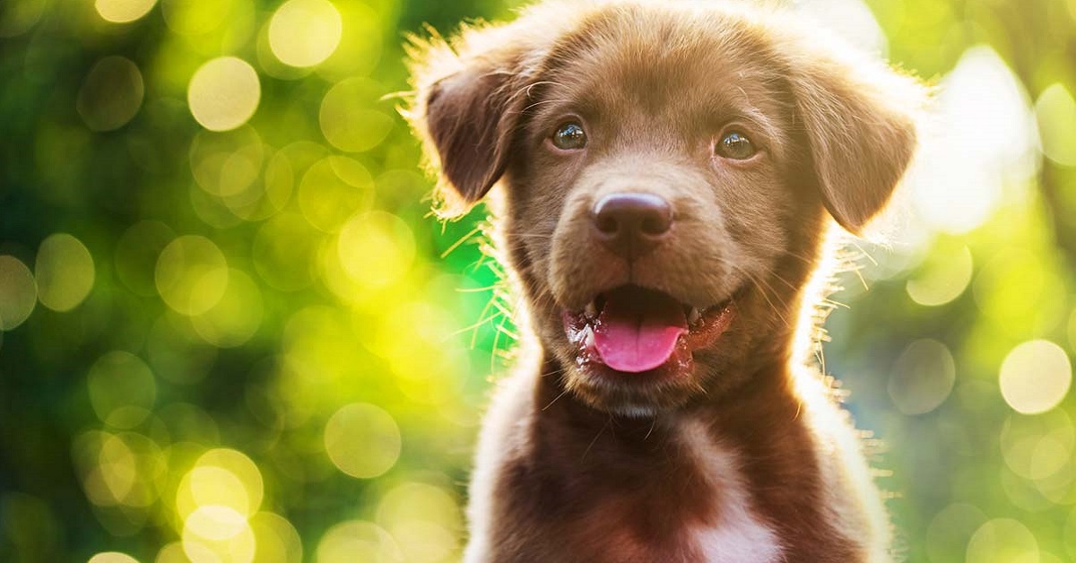 Cane fa pipì nell’orto: come fare a dissuaderlo e a salvare le piante?