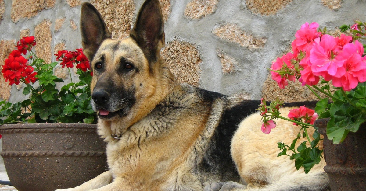 cane si rilassa all'aria aperta