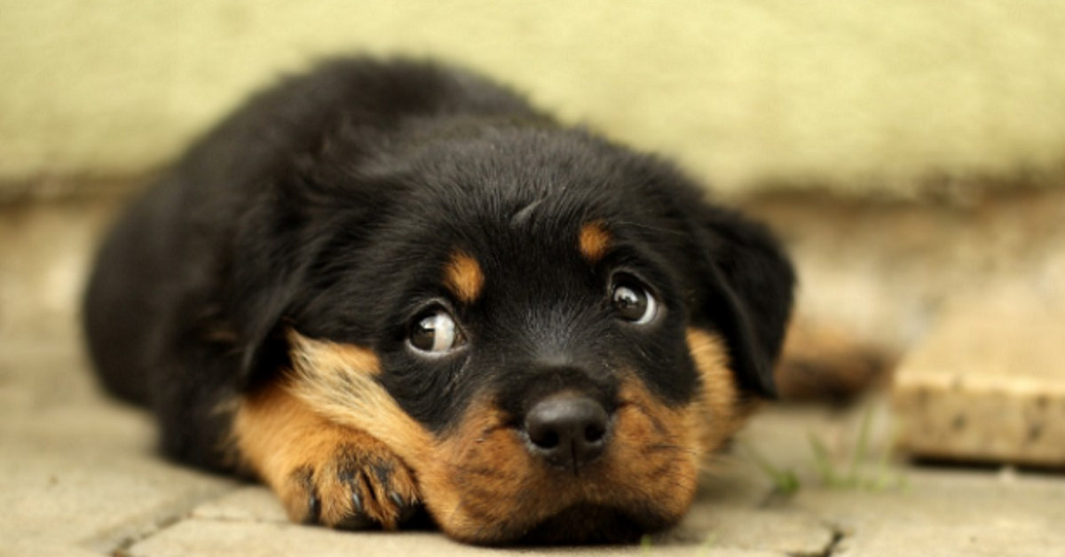 cucciolo di cane nero e marrone