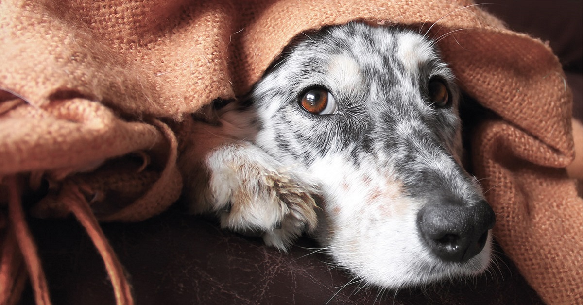 Il cane ha paura del ventilatore: come tranquillizzarlo e fargli capire che è innocuo