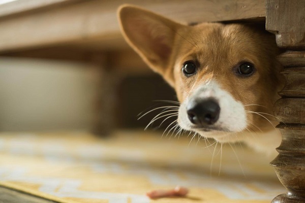 cane sotto il tavolino