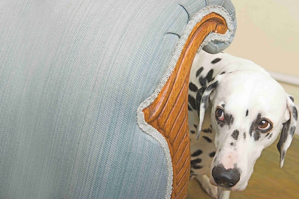 cane dalmata ha paura