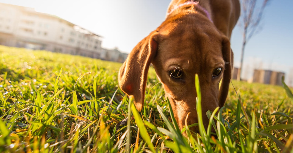 Cane lecca la pipì degli altri cani: perché lo fa e che cosa può significare