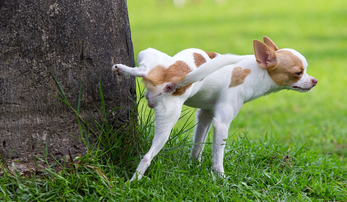 cane fa la pipì su un albero