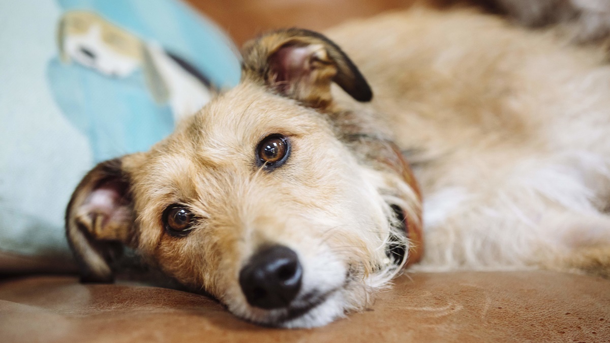 cane che riposa