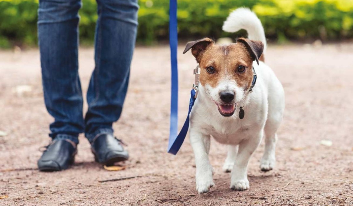 jack russell terrier al guinzaglio